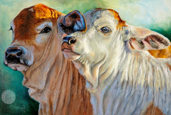 Brahman,calves,painting,cattle,outback,